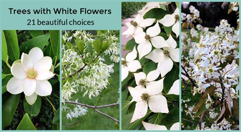 trees with white blossoms chart.